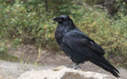 Crows read signs