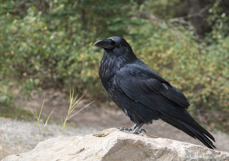 Crows read signs