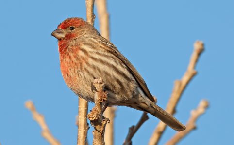 Finch Uses Cigarette Butts as Insect Repellent