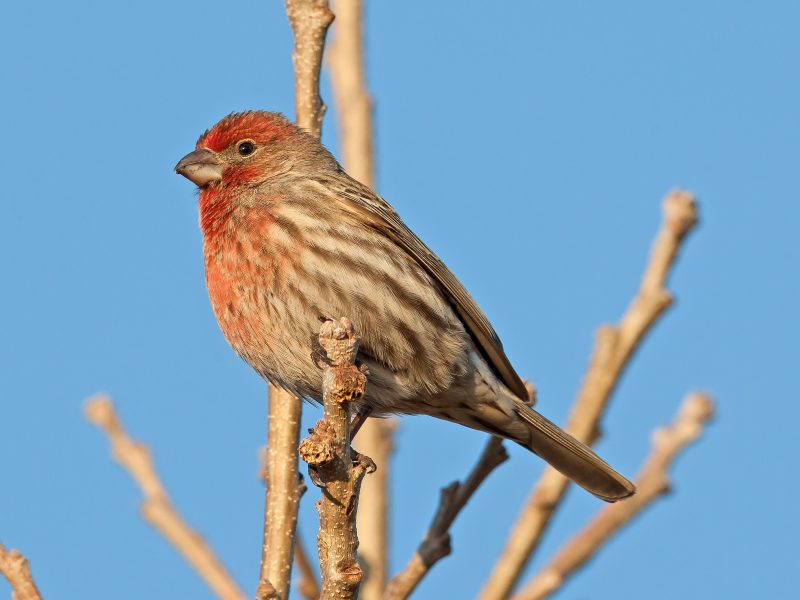 Finch Uses Cigarette Butts as Insect Repellent